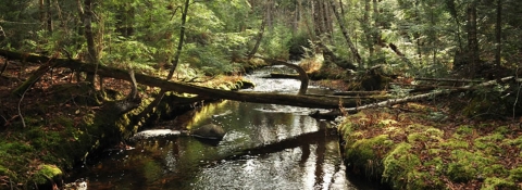 Maine stream