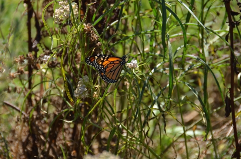 an orange and black monarch butterfly rests on a green milkweed plant