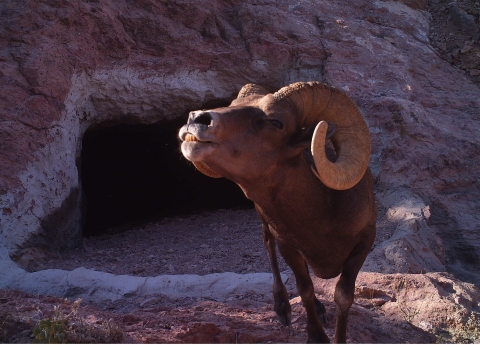 A brown sheep with big curled horns gets its photo snapped by a trail camera at Kofa National Wildlife Refuge in Arizona.
