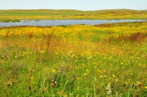 Native Mixed Grass Prairie on Sand Lakes WMD