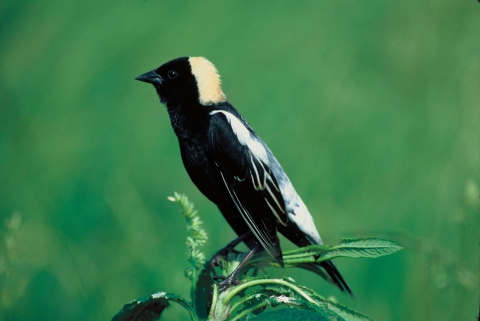 Bobolink resting on plant