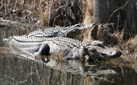 Two large American alligators lying with heads up on bank at Santee NWR
