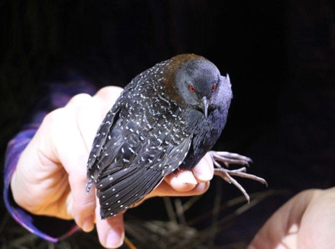 Eastern Black Rail in Hand