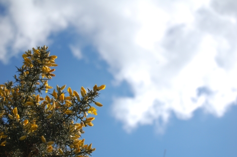 gorse