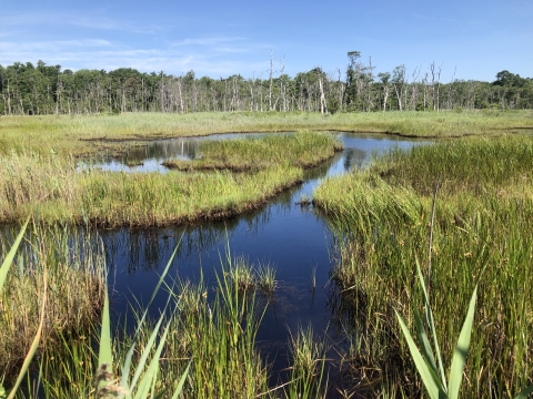 Moist soil management at Edwin B. Forsythe NWR
