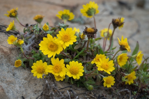 Goldfields (Lasthenia orndufii)