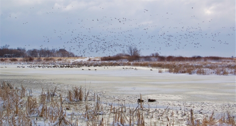 An ice coated wetland with geese and ducks.