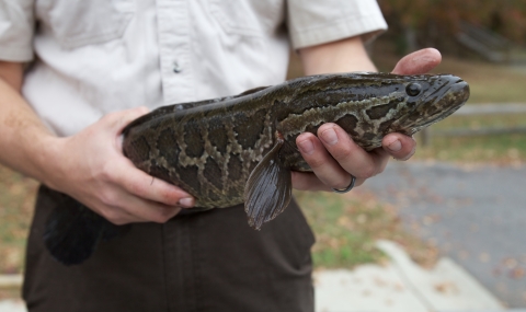 FWS biologist holding a northern snakehead