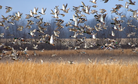 A flock of mallard ducks take flight over a winter wetland with brown grasses and leafless tress in the background