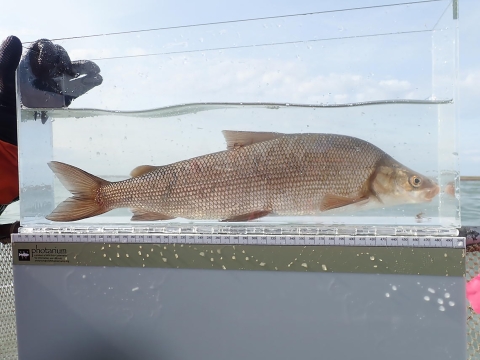 a tan fish in a clear aquarium