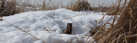Mink in snow covered wetland, Fish Lake Waterfowl Production Area