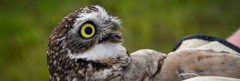 western burrowing owl