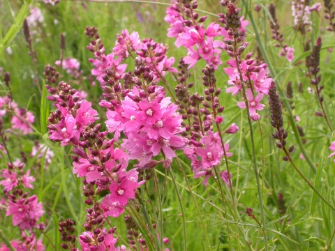 Pink flowers of Nelson's checker-mallow