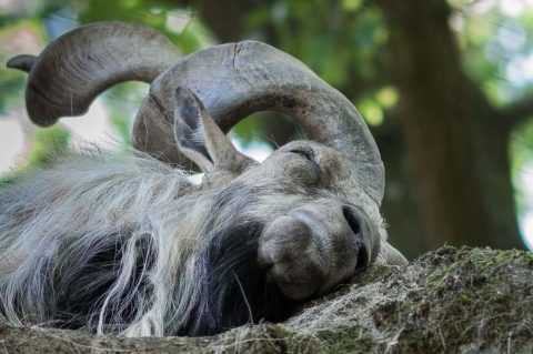 Markhor Sheep