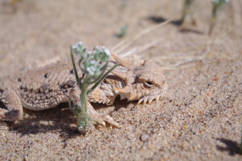 A tan lizard with spikes along its head blends in with the sand