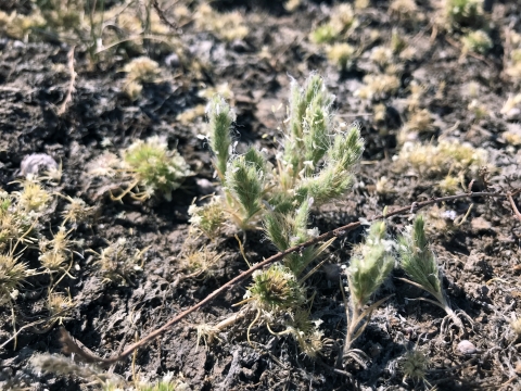 seed heads of sacramento orcutt grass