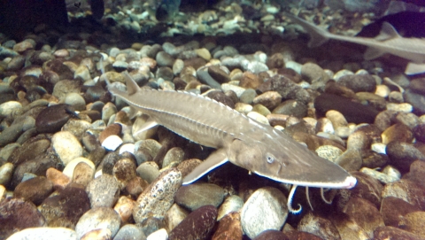 A Shovelnose sturgeon hovers over rocks at the bottom of a water