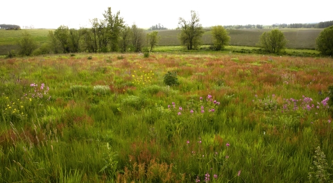 A Willamette Valley prairie in bloom. 