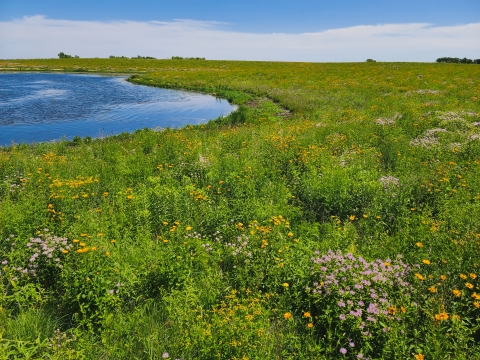 Prairie Restoration