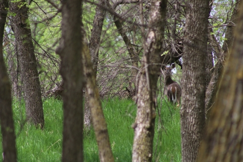 White-tailed deer on Karl E. Mundt NWR