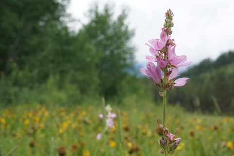 Wenatchee mountains checker-mallow in a meadow