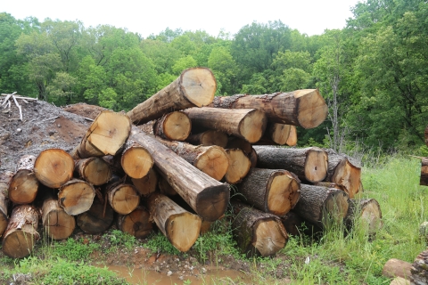 A large pile of fresh-cut timber lies in a field with green trees behind it