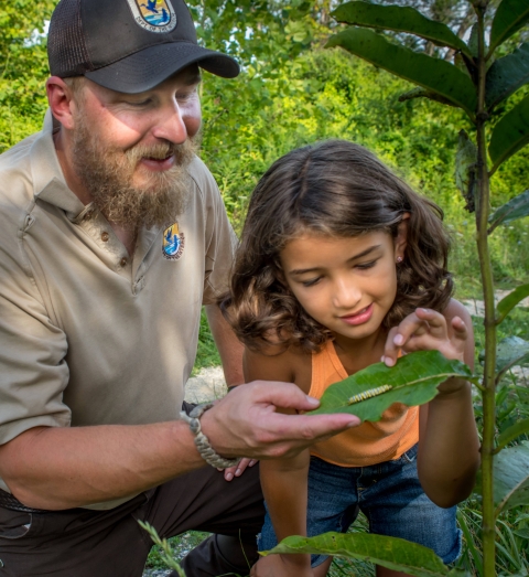 A U.S. Fish and Wildlife Service employee points out a monarch caterpillar on a milkweed plant to a girl