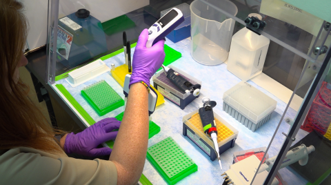 A view inside a lab. A woman wearing purple nitrile gloves places genetic material into a bright green tray.