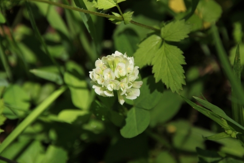 Flowering running buffalo clover.