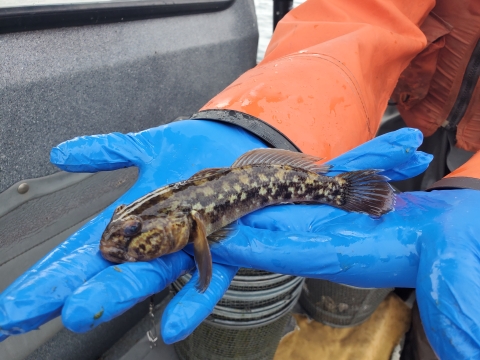 Image of person with blue gloves holding an adult round goby.