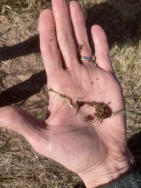 Closeup of a hand holding a small sprout