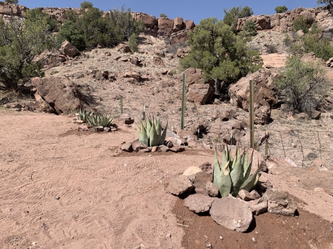 4 agave plants planted side-by-side in a desert area