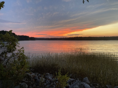 Sunset over a lake with orange clouds and reflections on water and submerged vegetation in the foreground