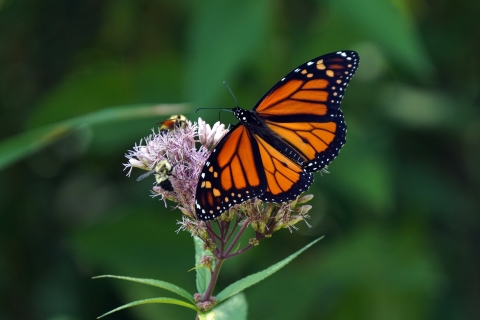 A monarch butterfly and two bumble bees visit a spotted joe pye plant