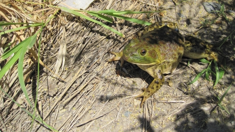 A frog on the ground