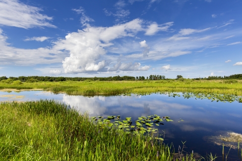 A scenic photo of a swamp in the Arthur R. Marshall Loxahatchee National Wildlife Refuge on a clear day.