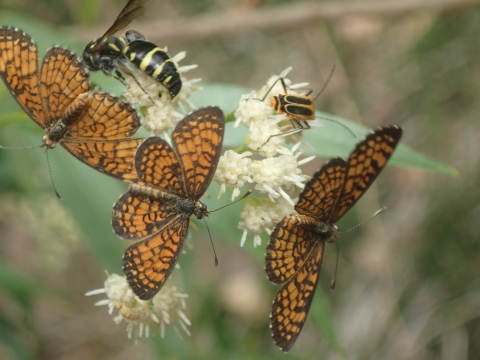 Butterflies and other insects on a plant