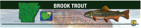 Brook trout information and river locations in Arkansas.