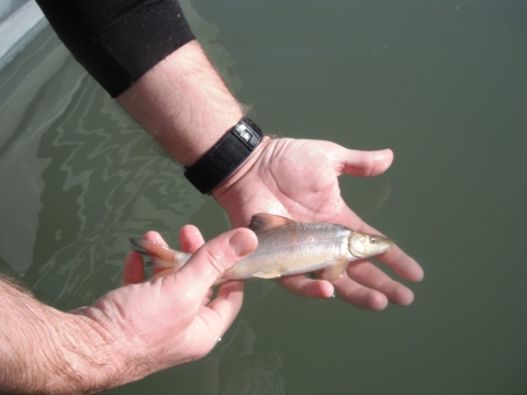 A small fish held above water in a person's hands
