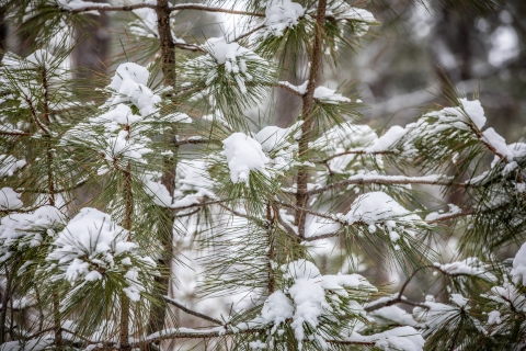 Snow-covered pine needles