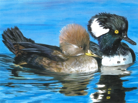A life-like acrylic painting of a pair of swimming Hooded Mergansers. The brown female in front has a spiky crest and a raised tail. The black-and-white male is partly blocked by the female. Their reflections are visible in the water ripples below them.