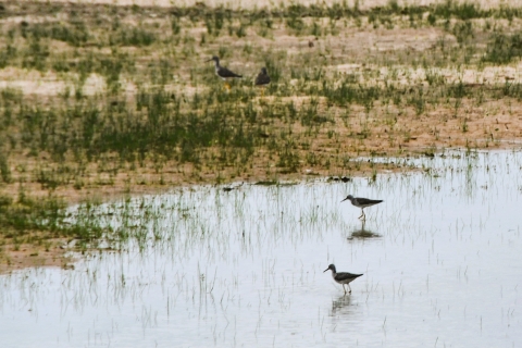 Greater yellowlegs at a Texas wetland