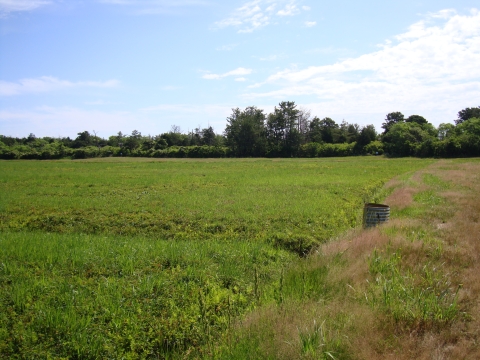a low expanse of green plants with ditches, a berm, and culvert