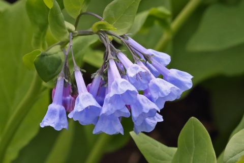 Virginia bluebell in bloom