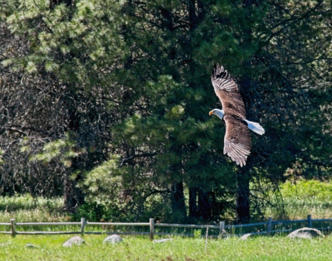 A Bald Eagle flies near Potter's Pond at Little Pend Oreille NWR
