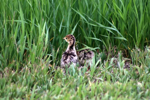 Wild turkey chicks along the tall grass