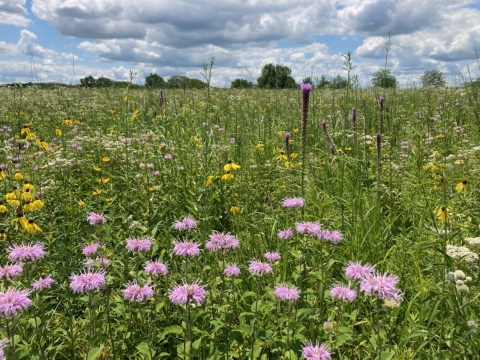Purple, yellow and white flowers blooming with tall green grass.