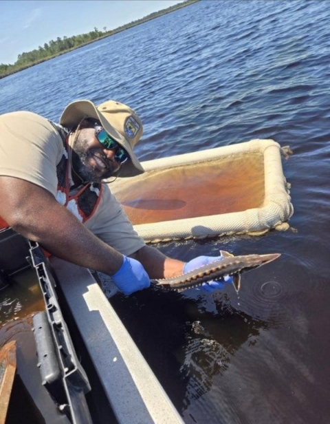 Peninsular Florida FWCO Fish Biologist Cedric Doolittle releasing a juvenile Atlantic sturgeon following capture during surveys in the St Marys River FL/GA