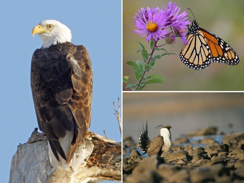 Photo collage of bald eagle, monarch butterfly, and greater sage grouse