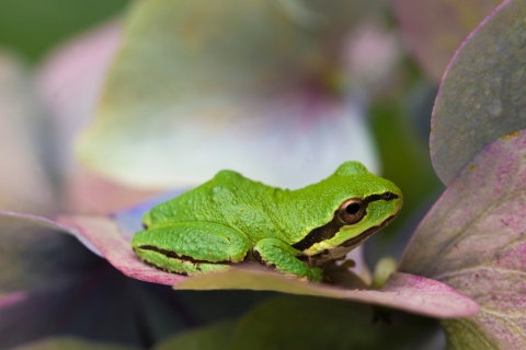 A pacific tree frog rests on the petals of a hydrangrea 